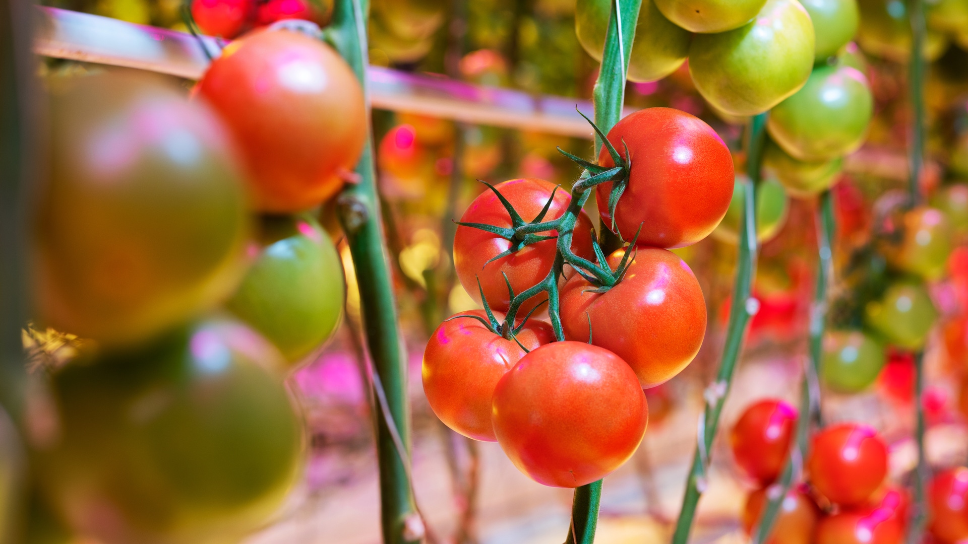 Tomate WinVine